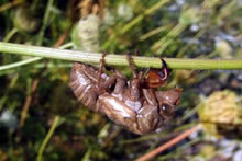 A dried Cicada shell on an olive branch