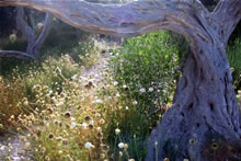 The Olive Tree of Paxos